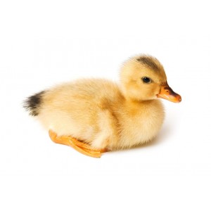 canard
